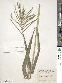 Paspalum fasciculatum image