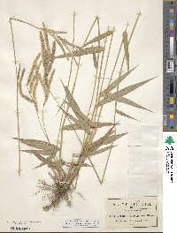 Paspalum humboldtianum image