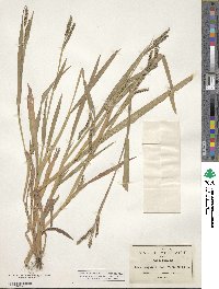 Paspalum convexum image