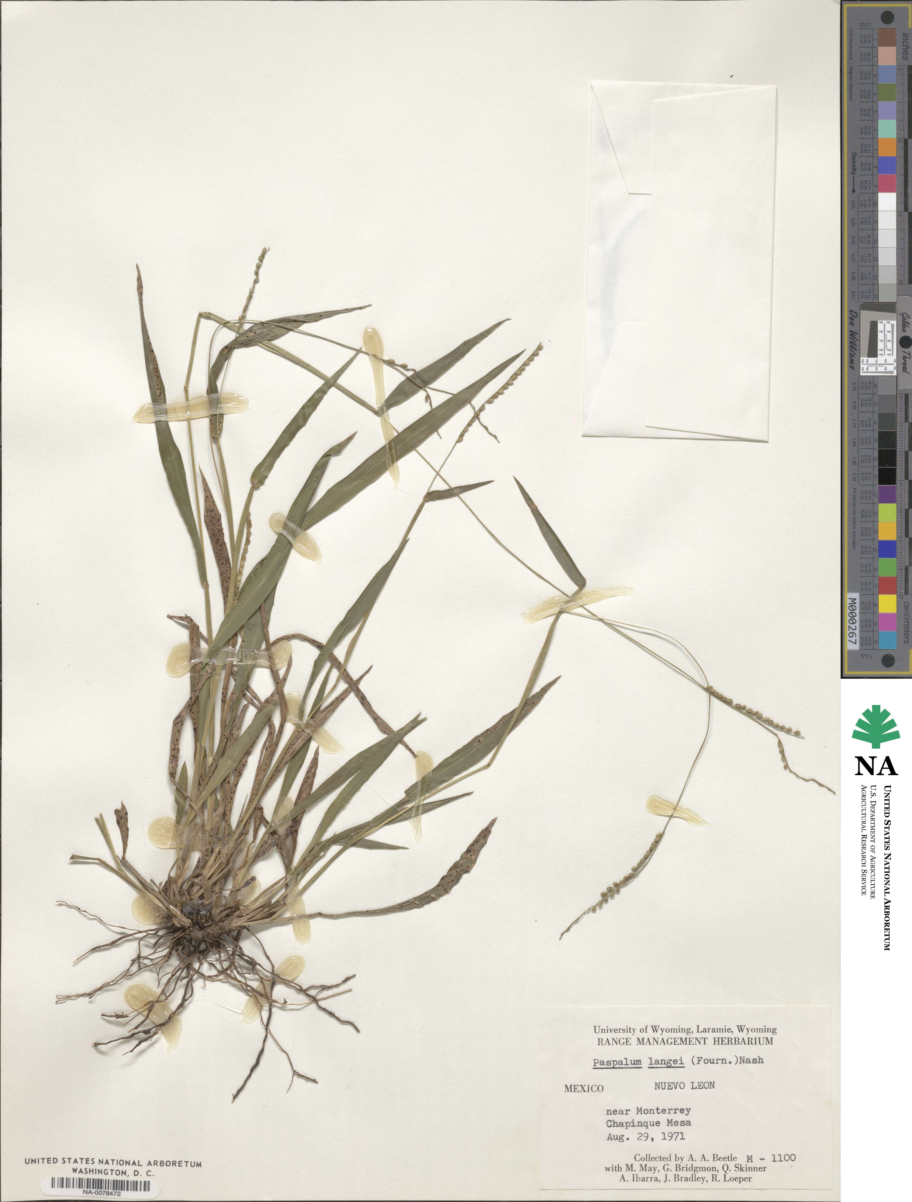 Paspalum langei image