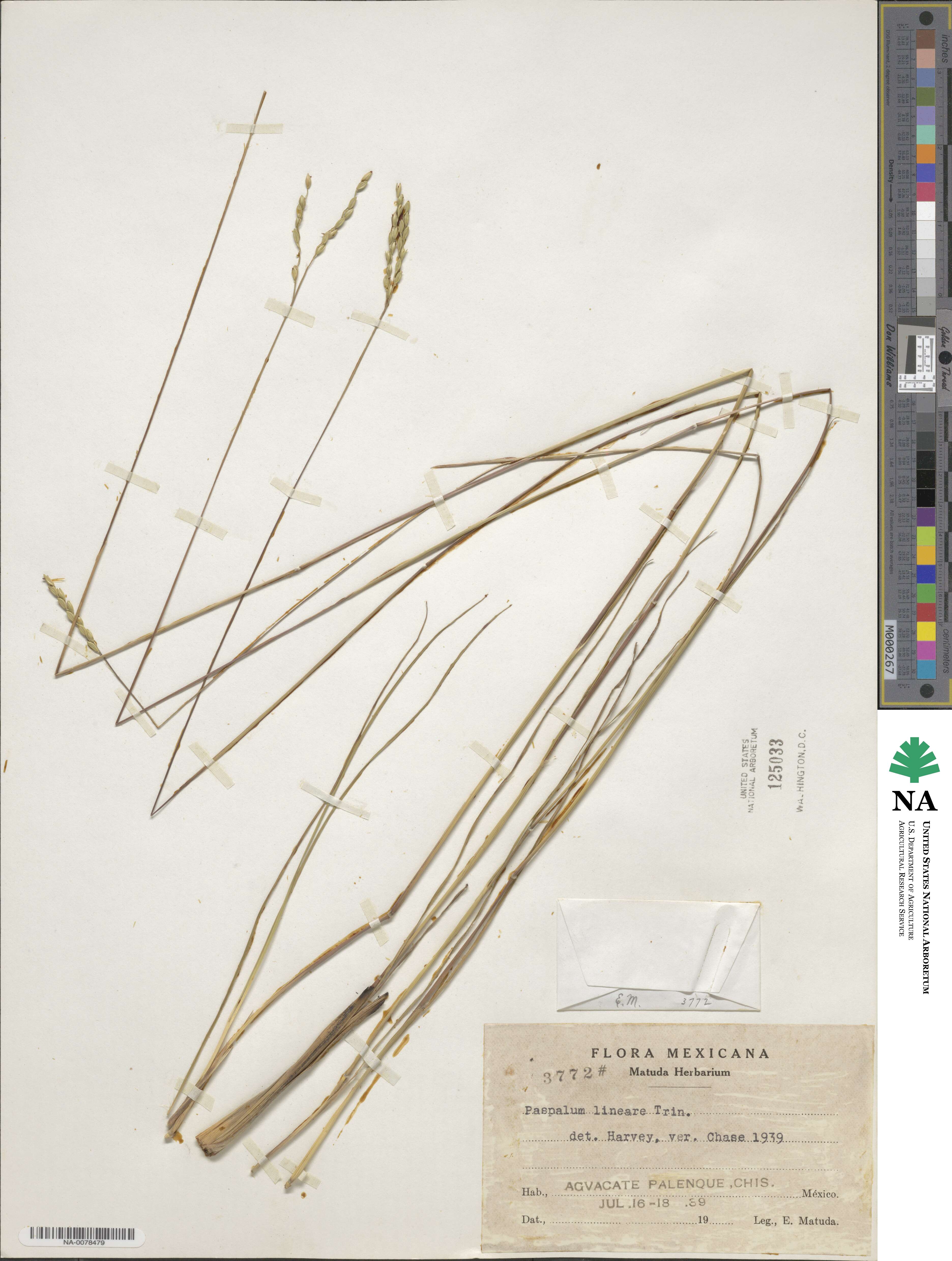 Paspalum lineare image