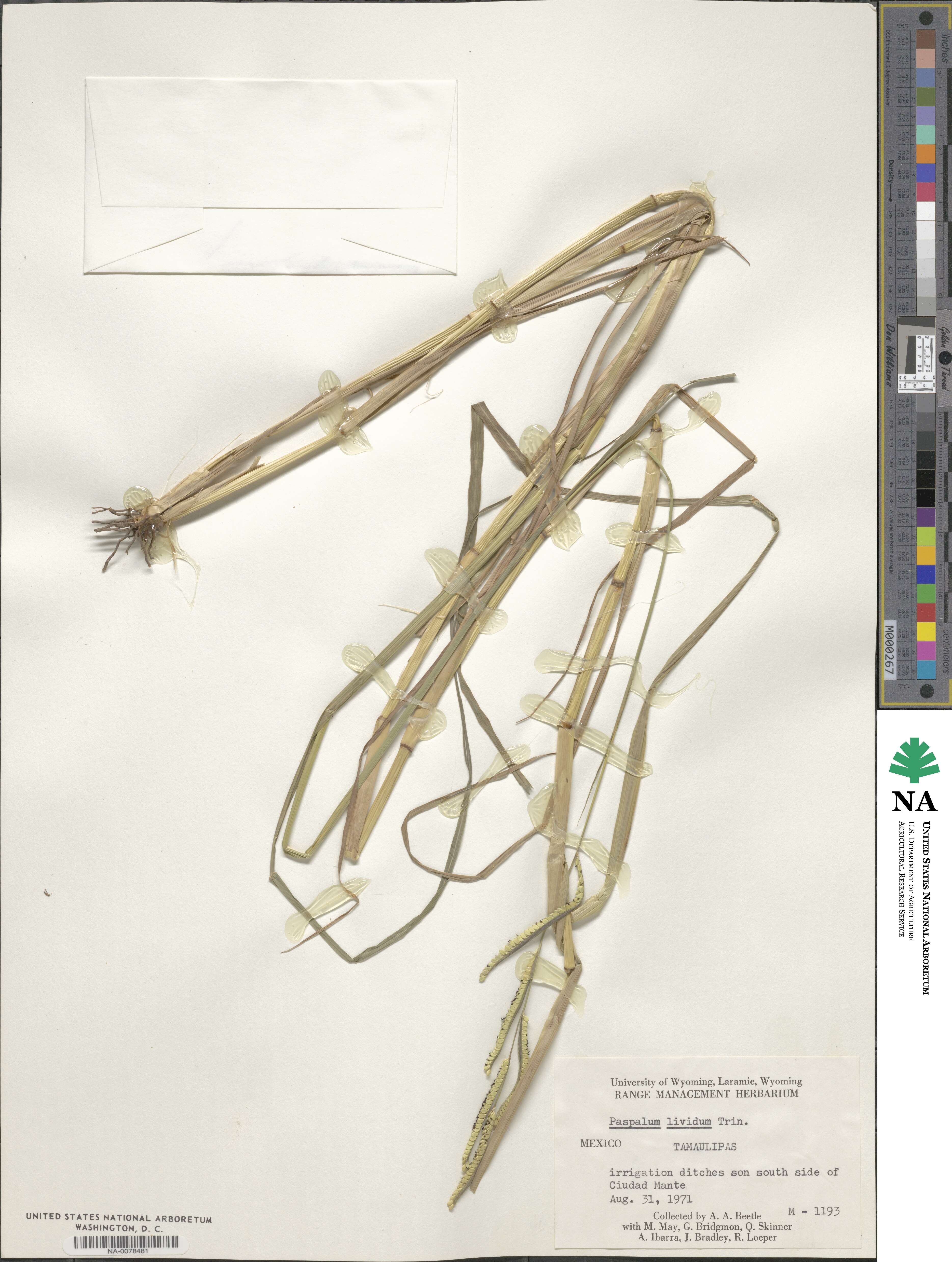 Paspalum denticulatum image