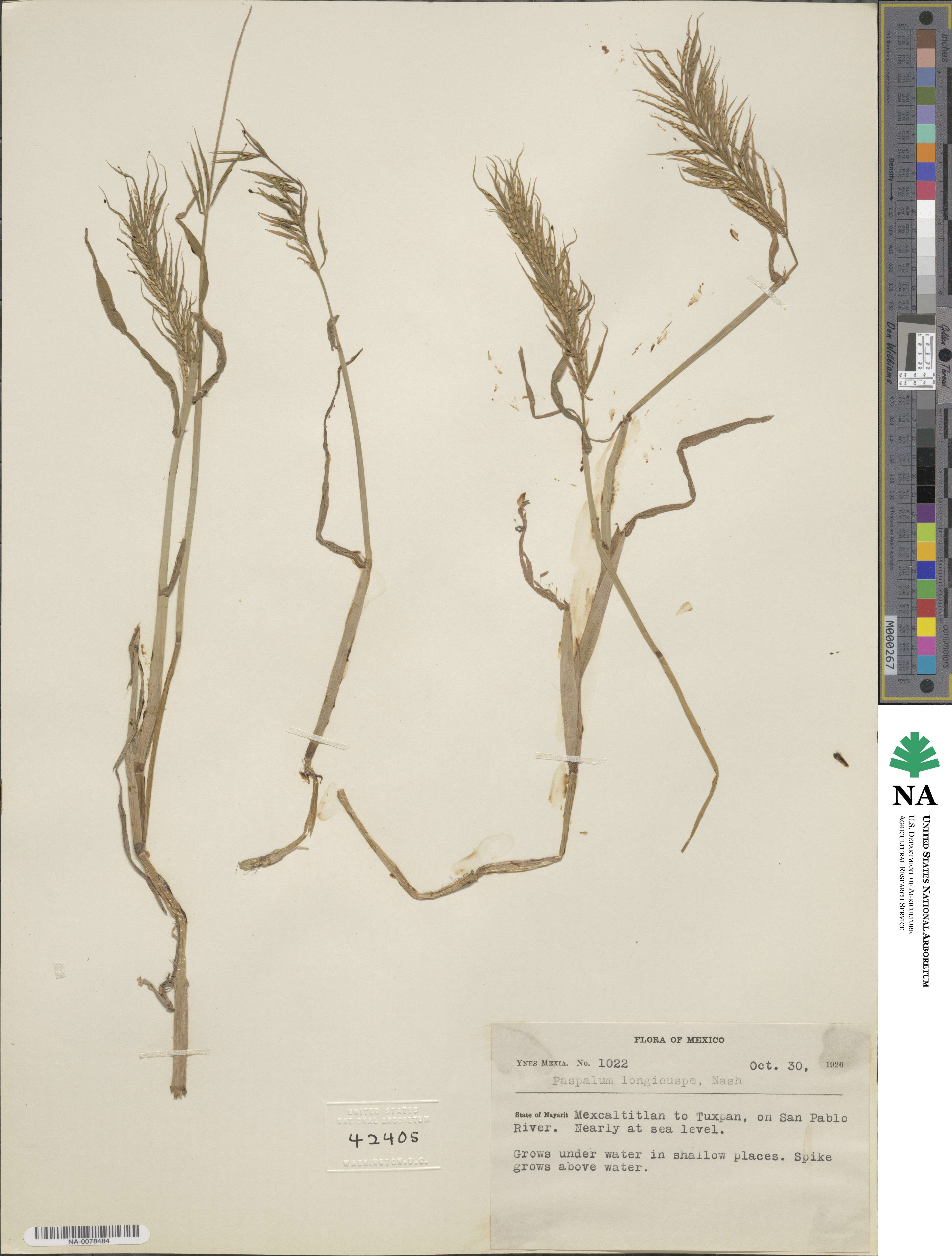 Paspalum longicuspe image