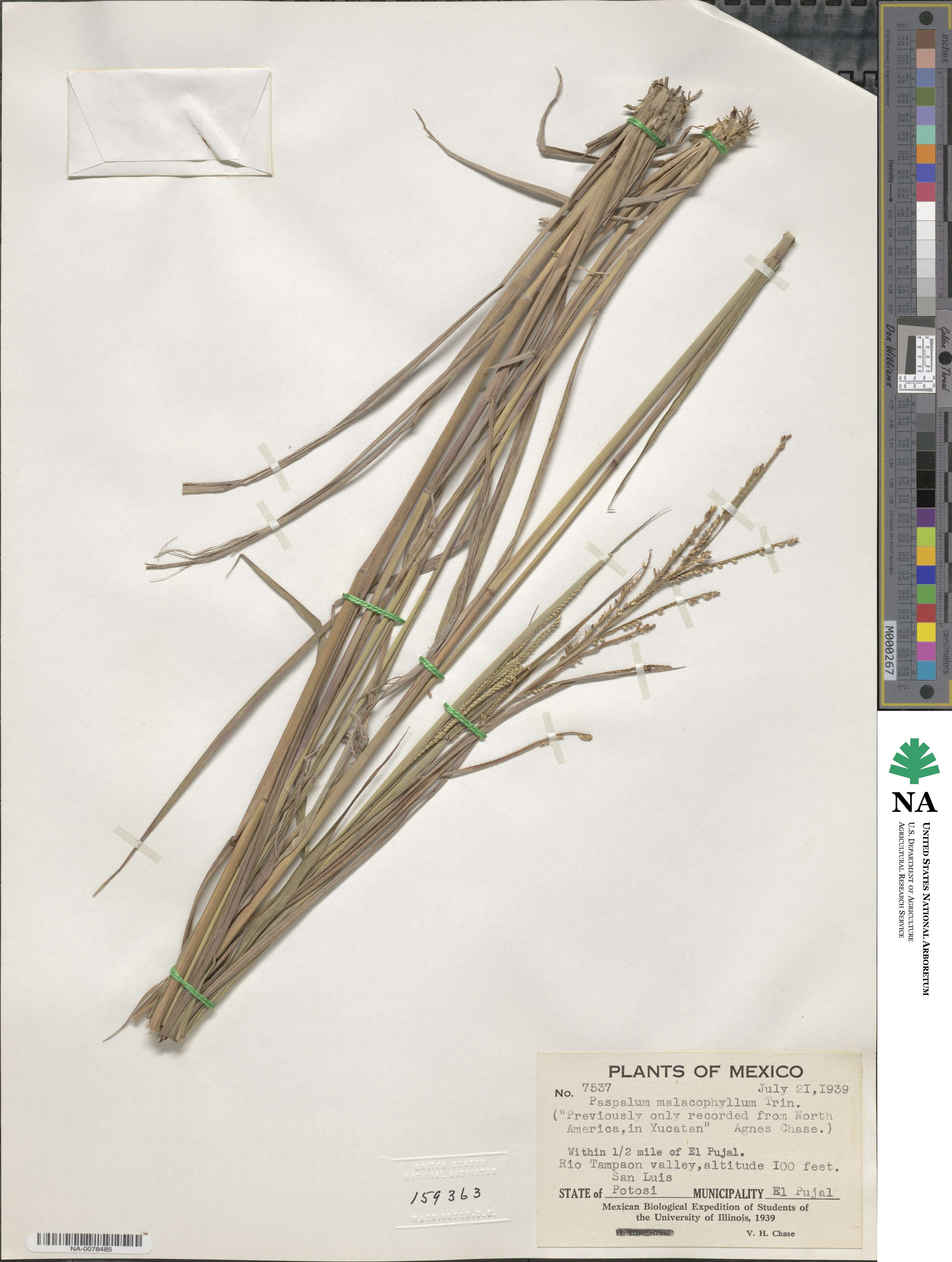 Paspalum malacophyllum image