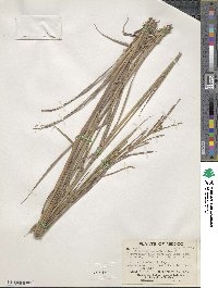 Paspalum malacophyllum image