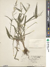 Paspalum microstachyum image