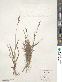 Paspalum plicatulum image