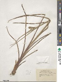 Paspalum plicatulum image