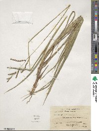 Paspalum plicatulum image