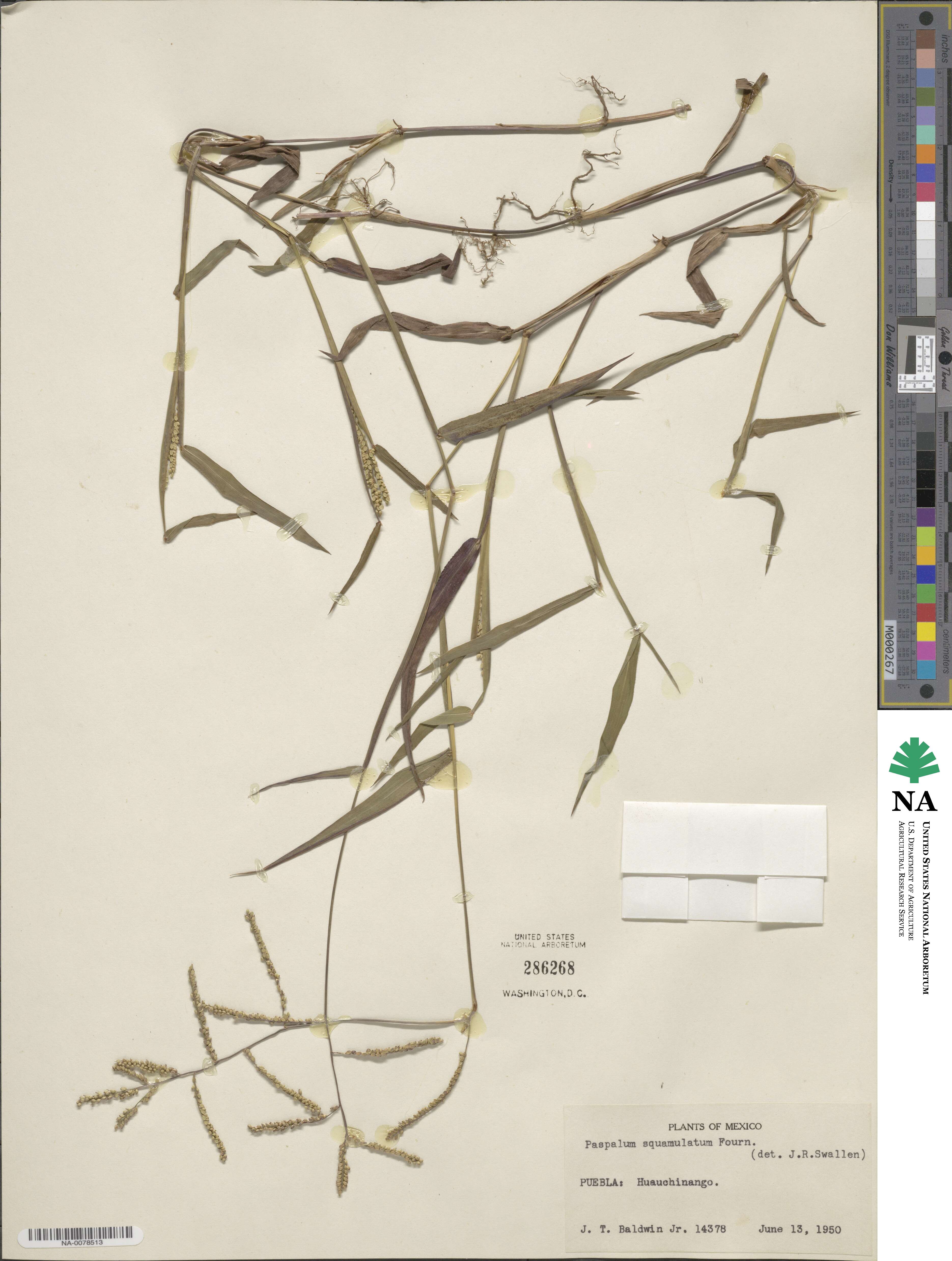 Paspalum squamulatum image