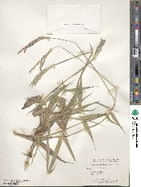 Paspalum stellatum image