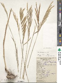 Paspalum trachycoleon image