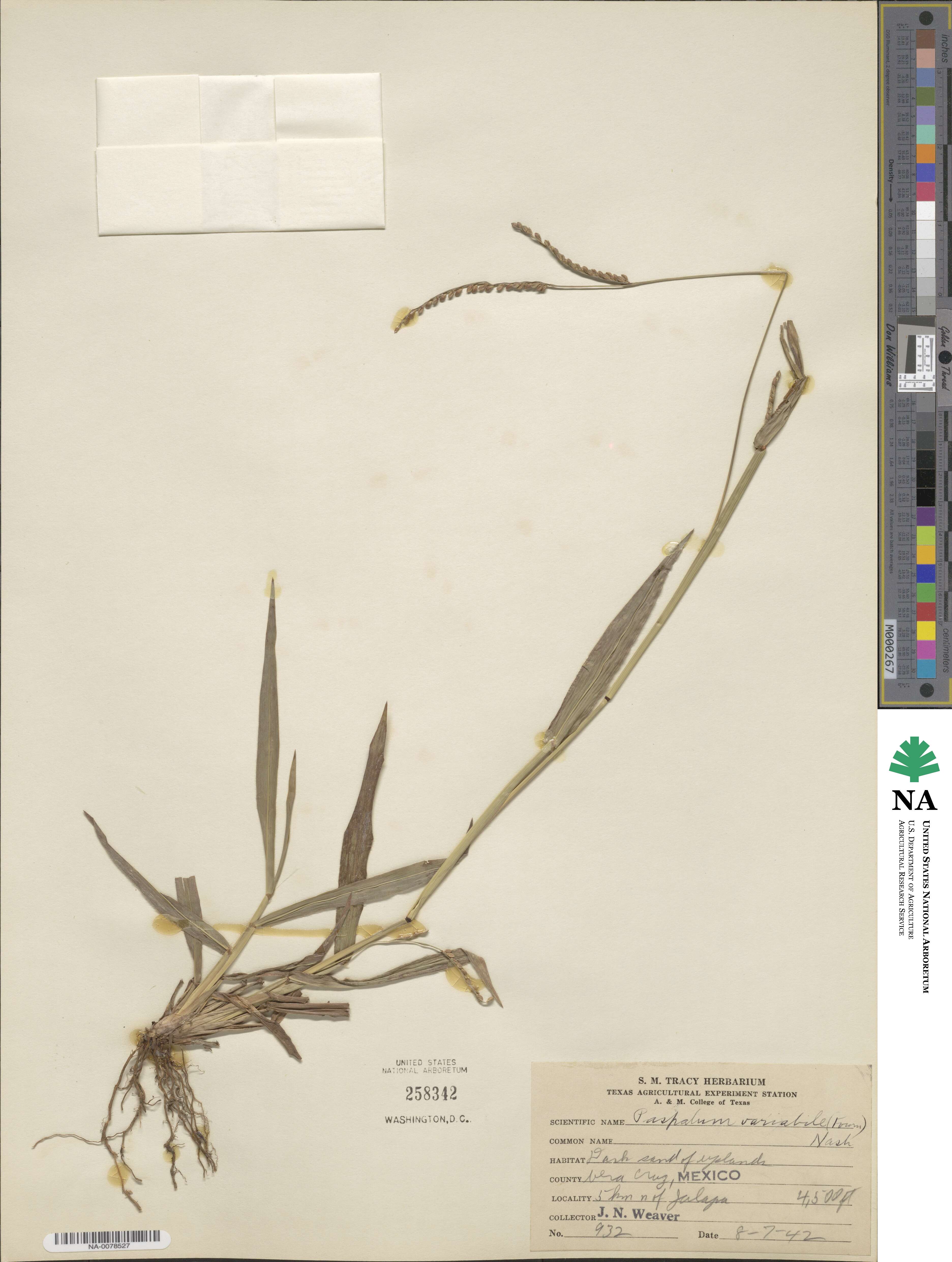 Paspalum variabile image