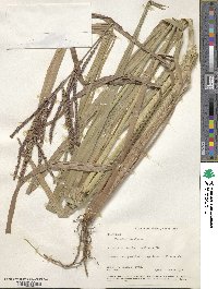 Paspalum virgatum image