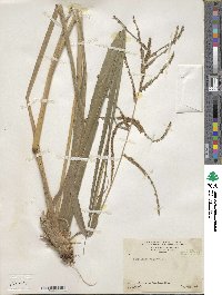 Paspalum virgatum image