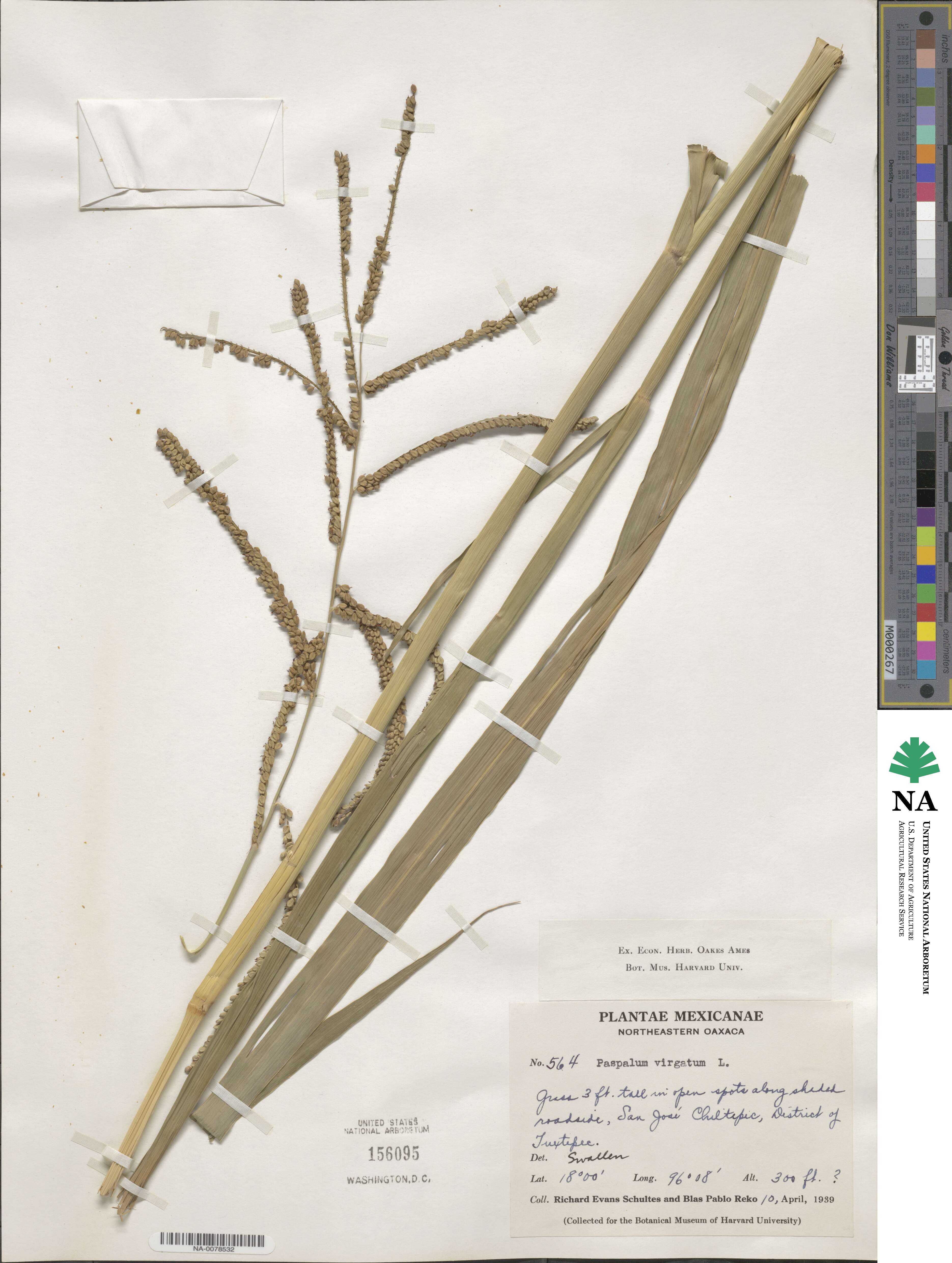 Paspalum virgatum image