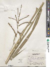 Paspalum virgatum image