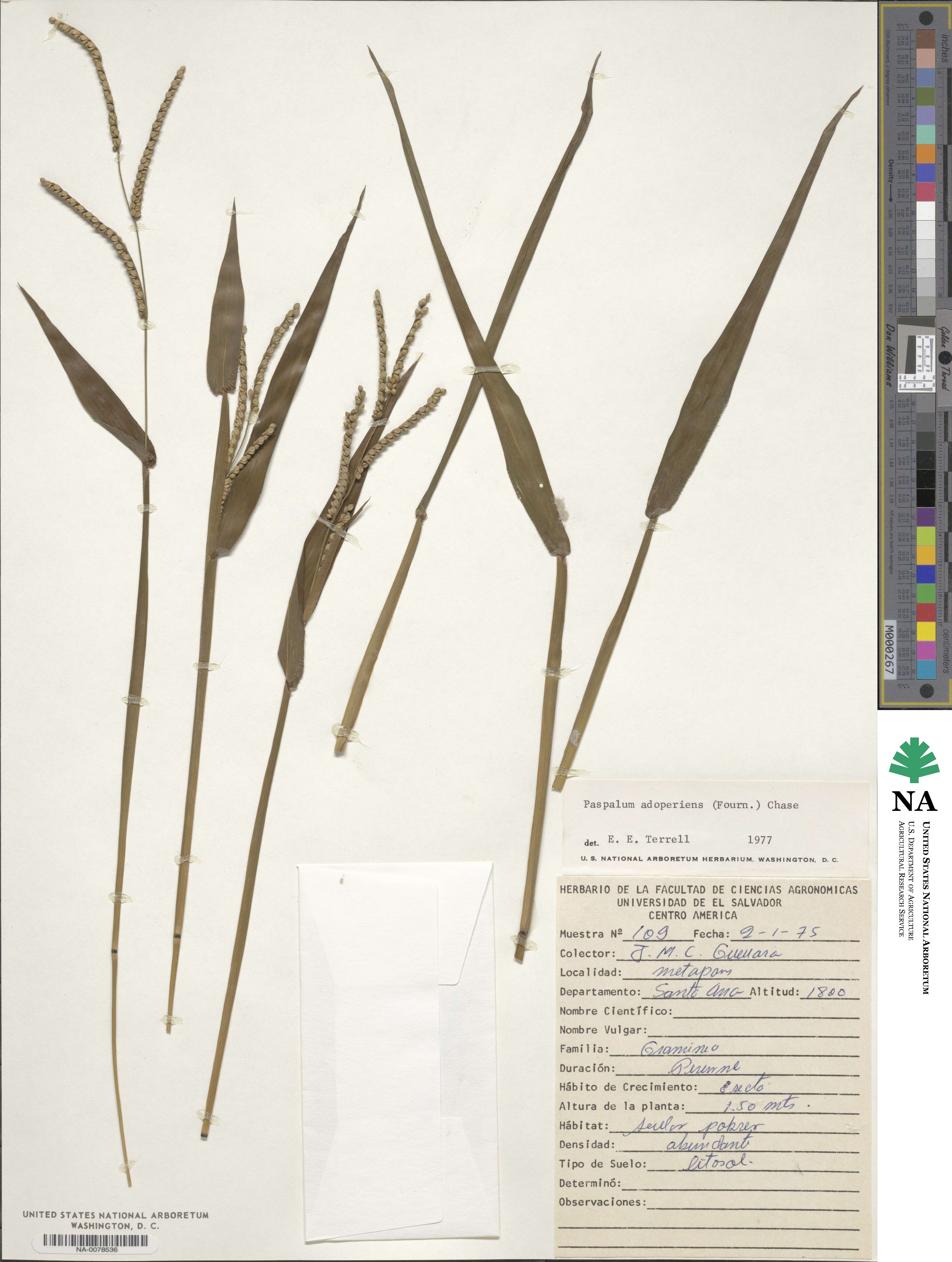 Paspalum adoperiens image