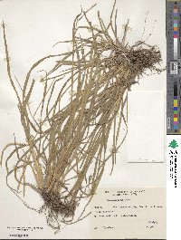 Paspalum almum image