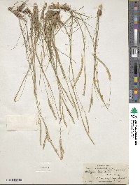 Image of Paspalum carinatum