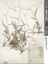 Paspalum conjugatum image