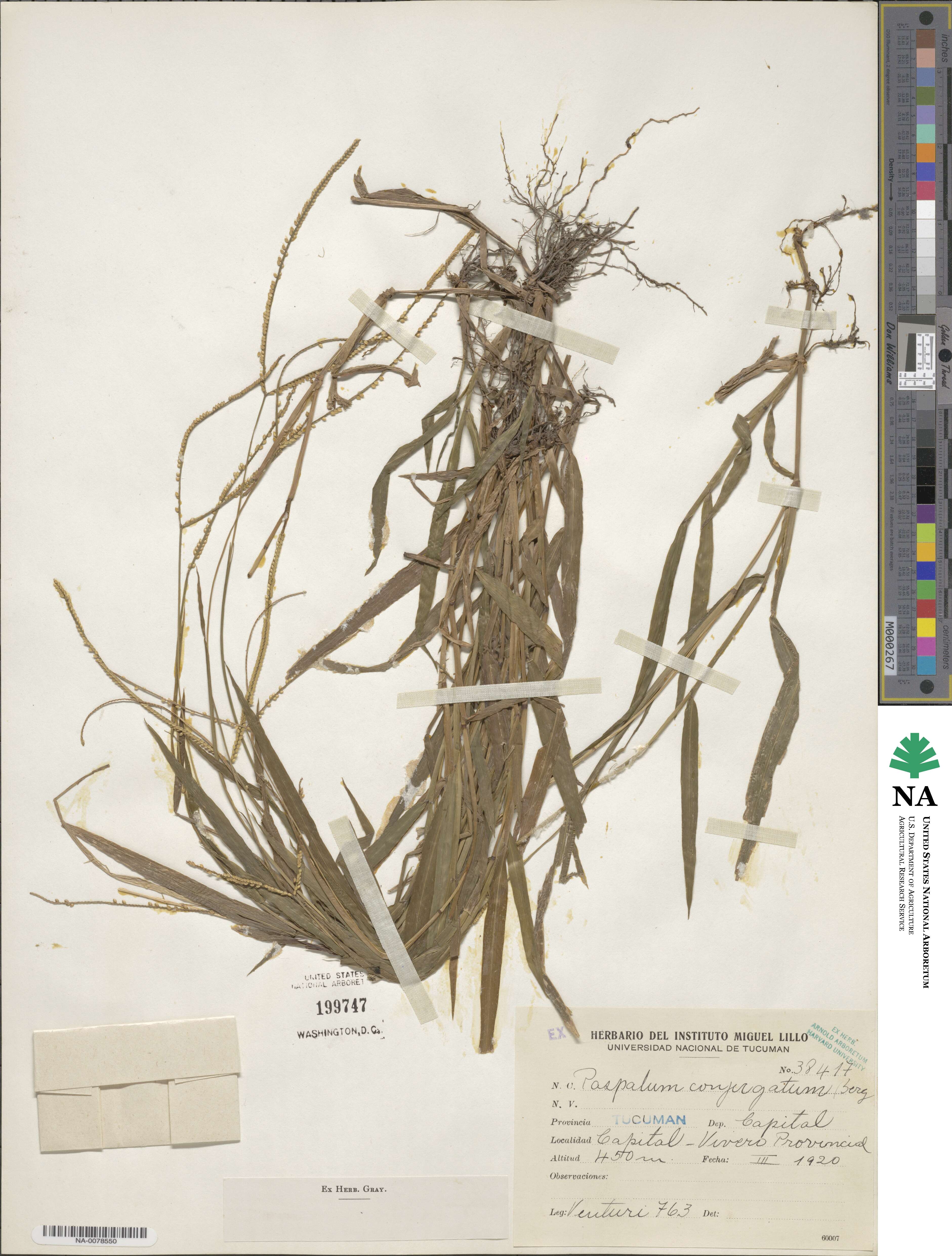 Paspalum conjugatum image