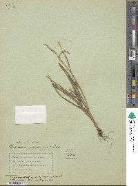 Paspalum convexum image