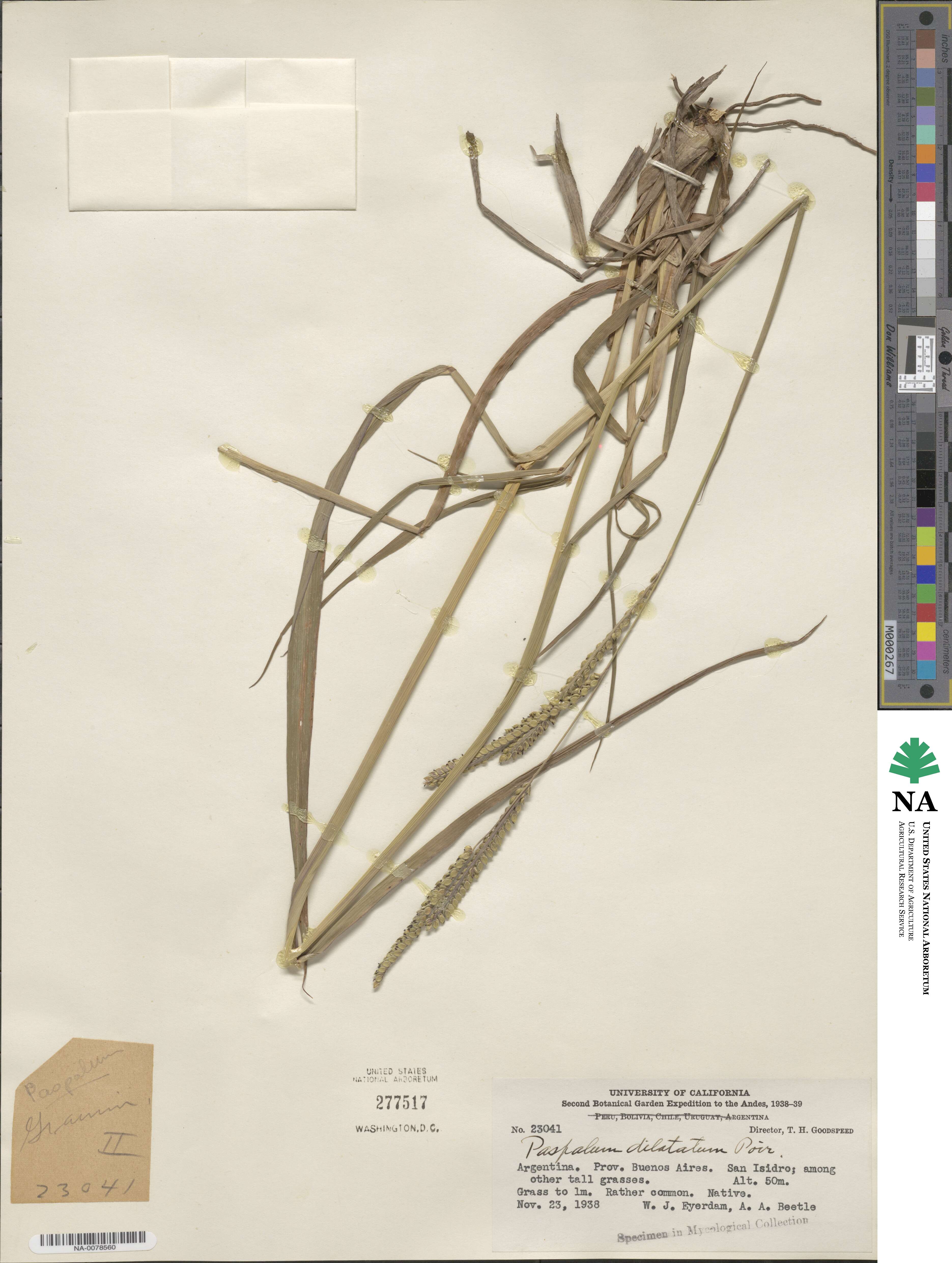 Paspalum dilatatum image