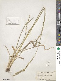 Paspalum dilatatum image