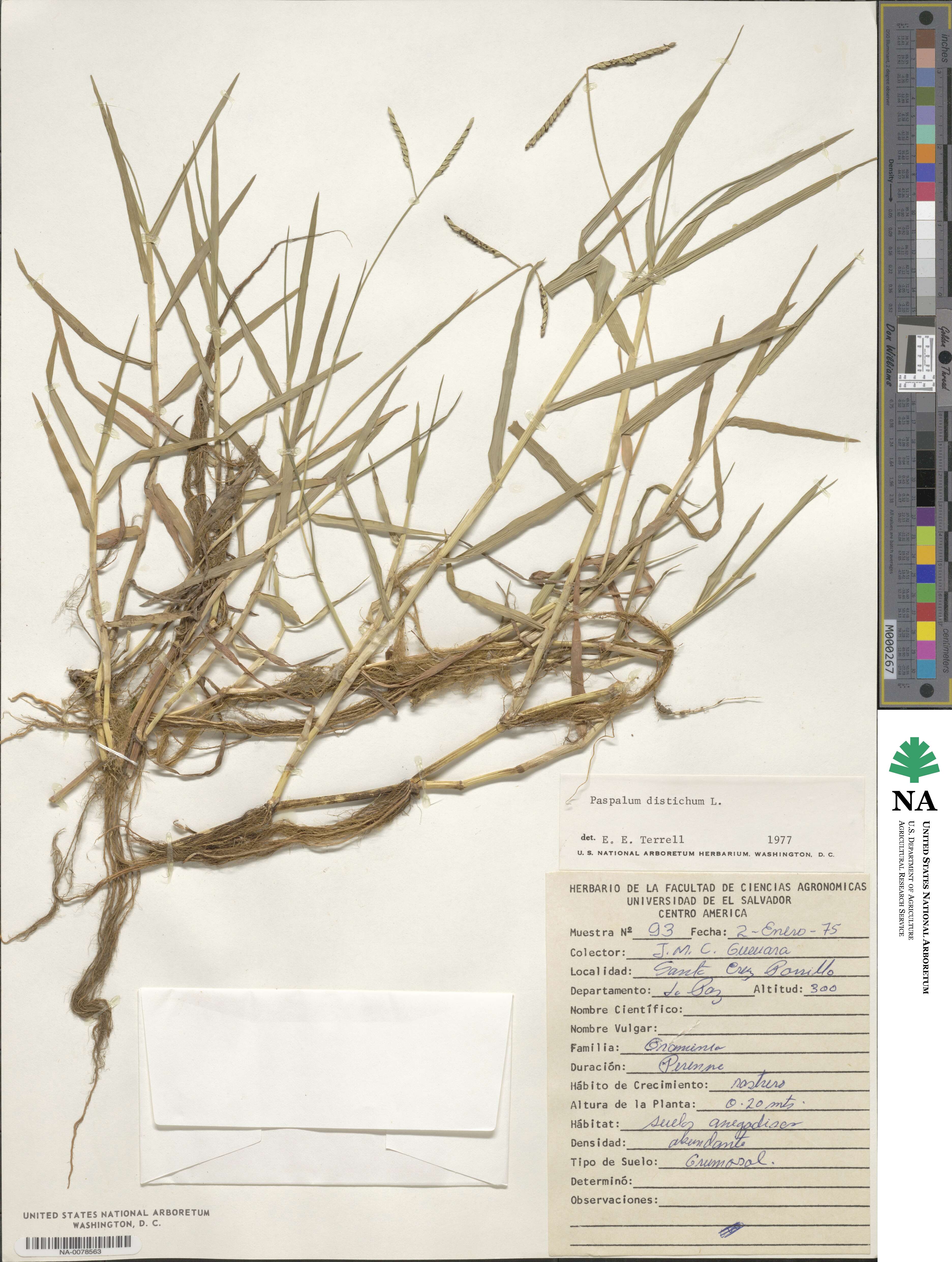 Paspalum distichum image