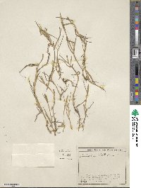 Paspalum distichum image