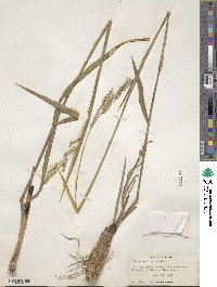 Image of Paspalum erianthum