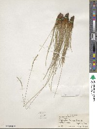 Image of Paspalum flaccidum