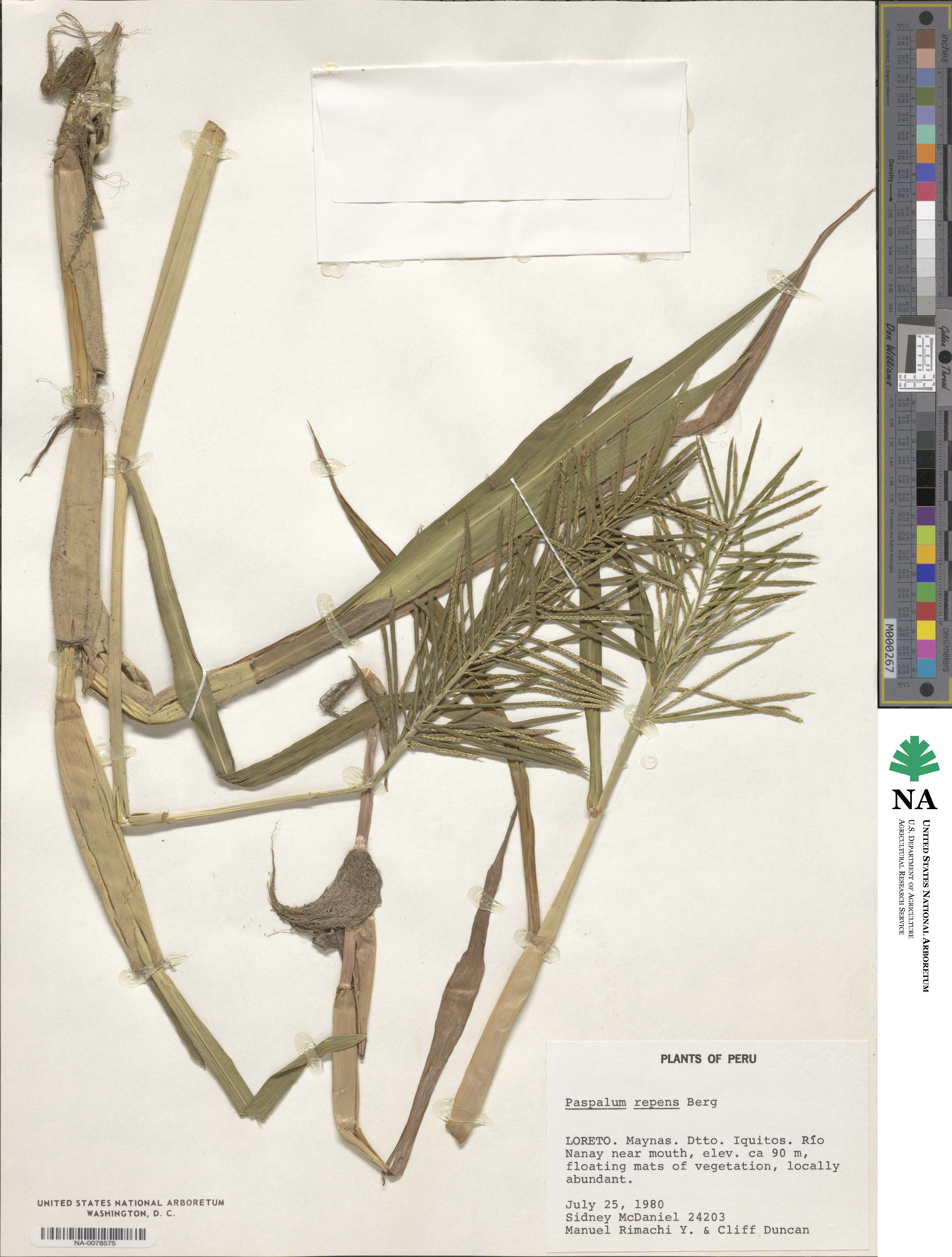 Paspalum repens image