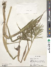 Paspalum repens image