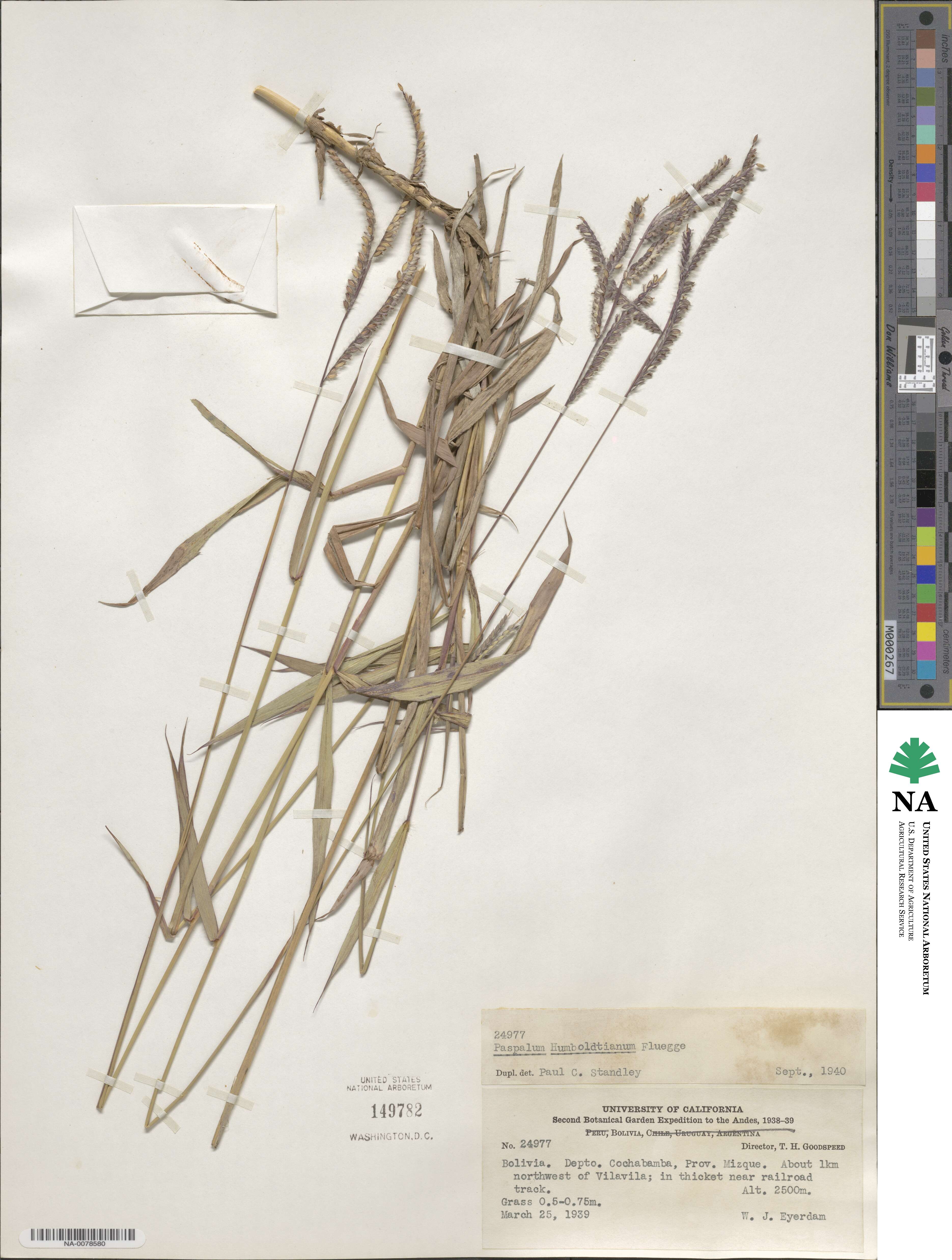 Paspalum humboldtianum image