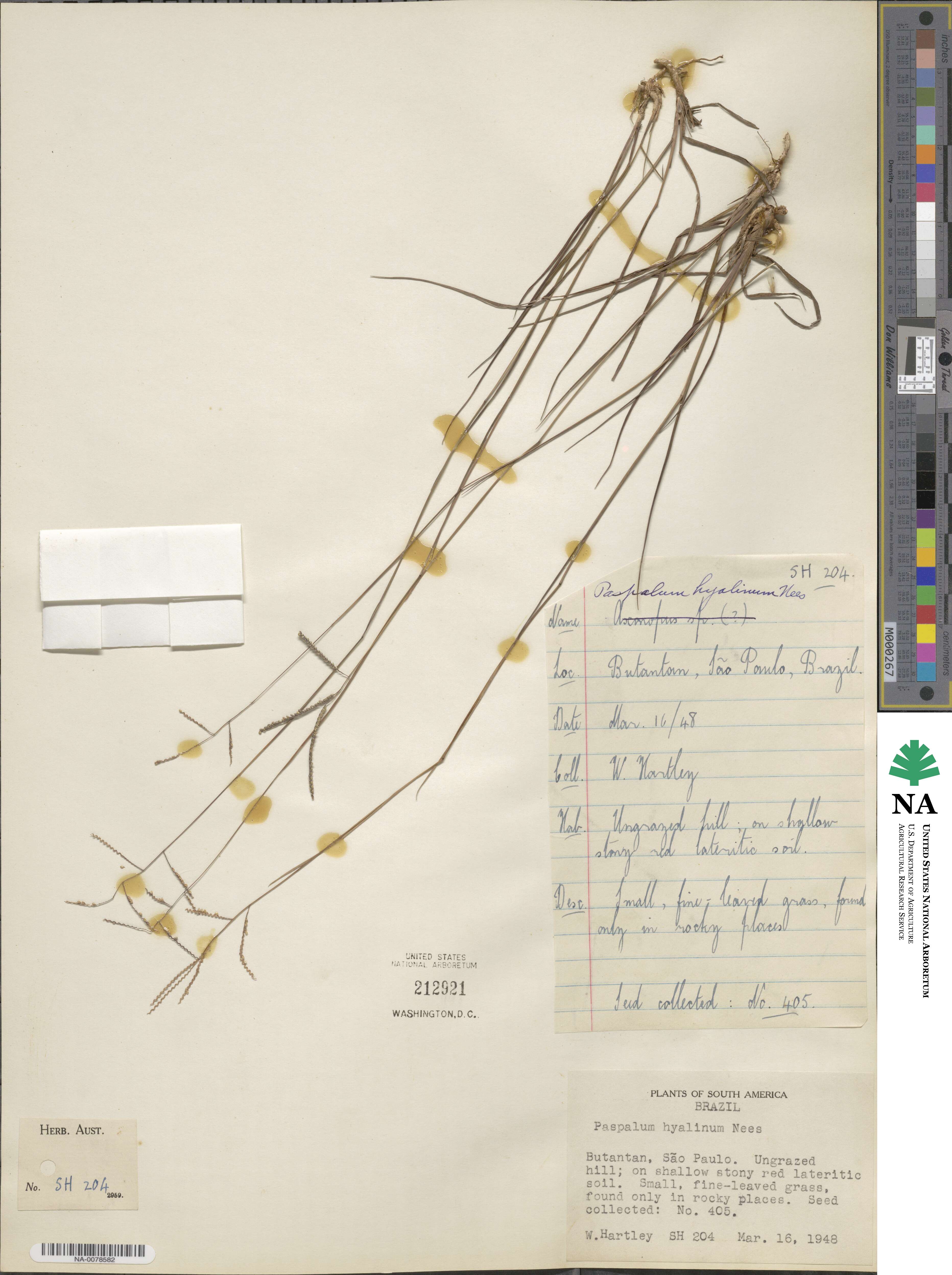 Paspalum hyalinum image