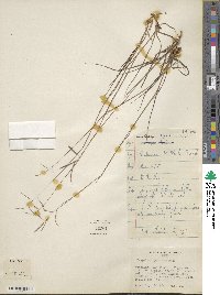 Paspalum hyalinum image