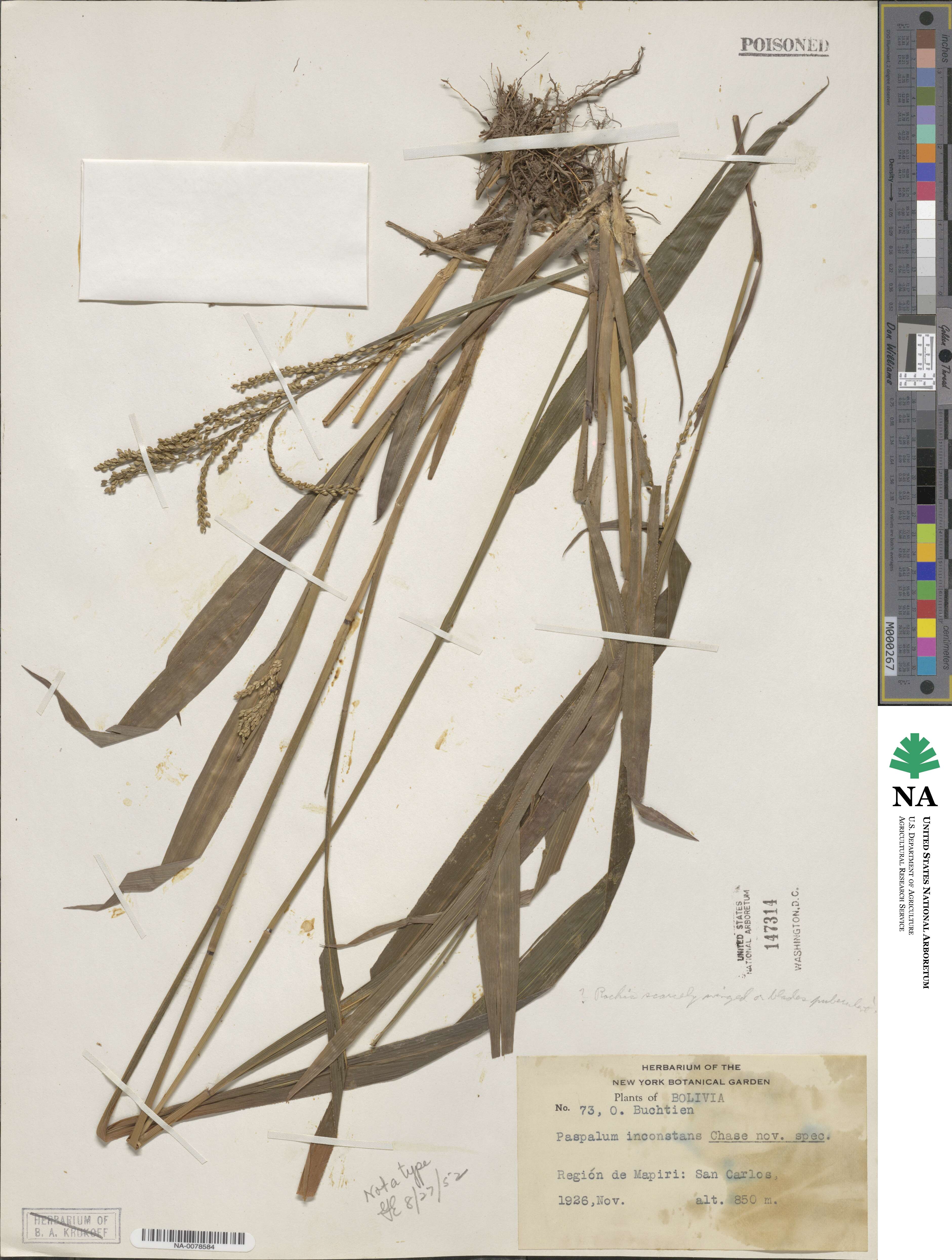 Paspalum inconstans image