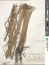 Paspalum intermedium image