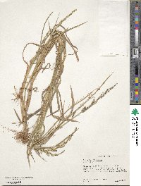 Paspalum denticulatum image