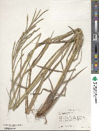 Paspalum malacophyllum image