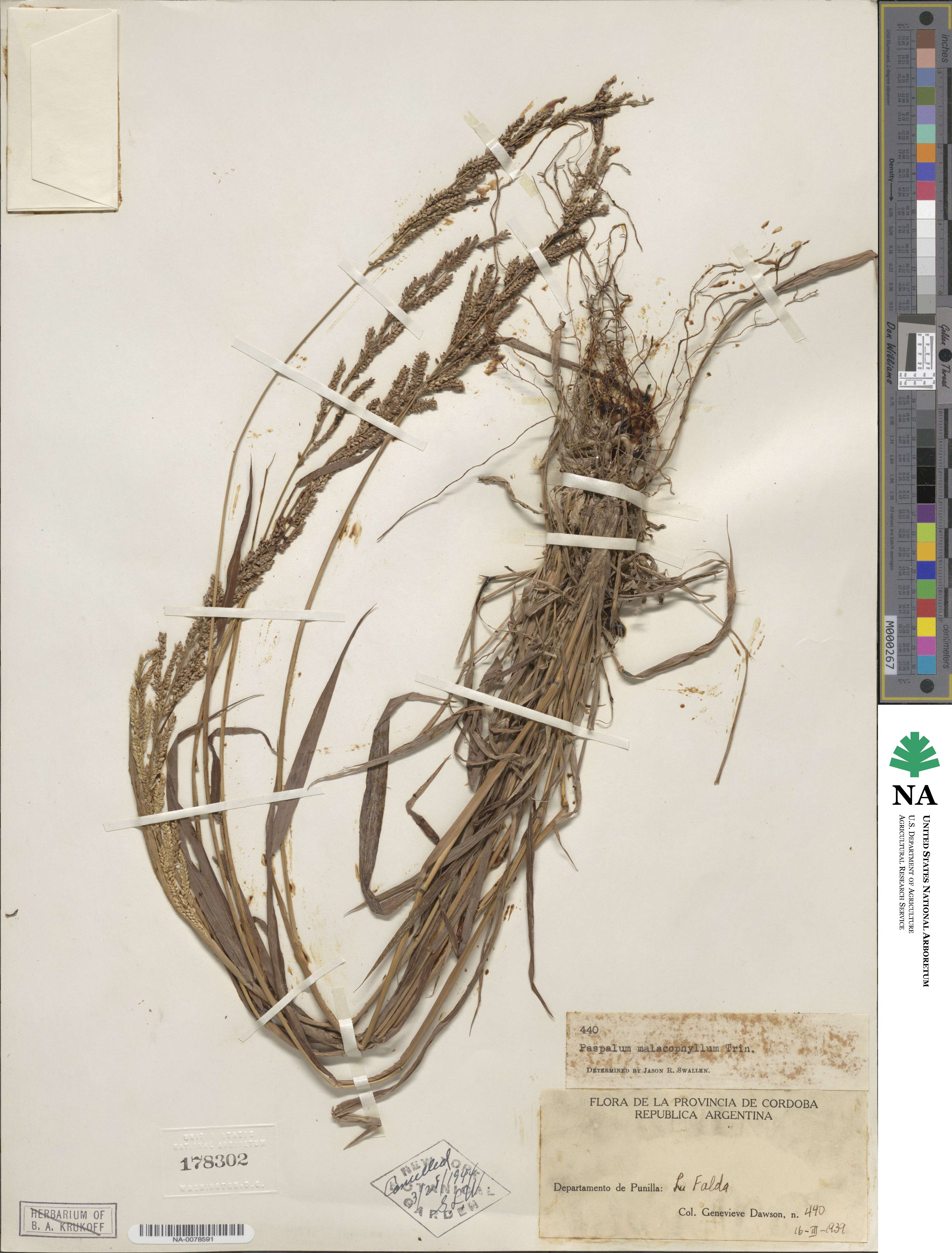 Paspalum malacophyllum image