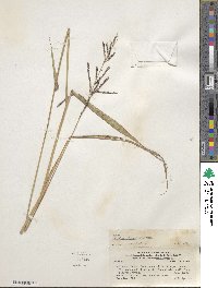 Paspalum malacophyllum image