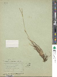 Paspalum minus image