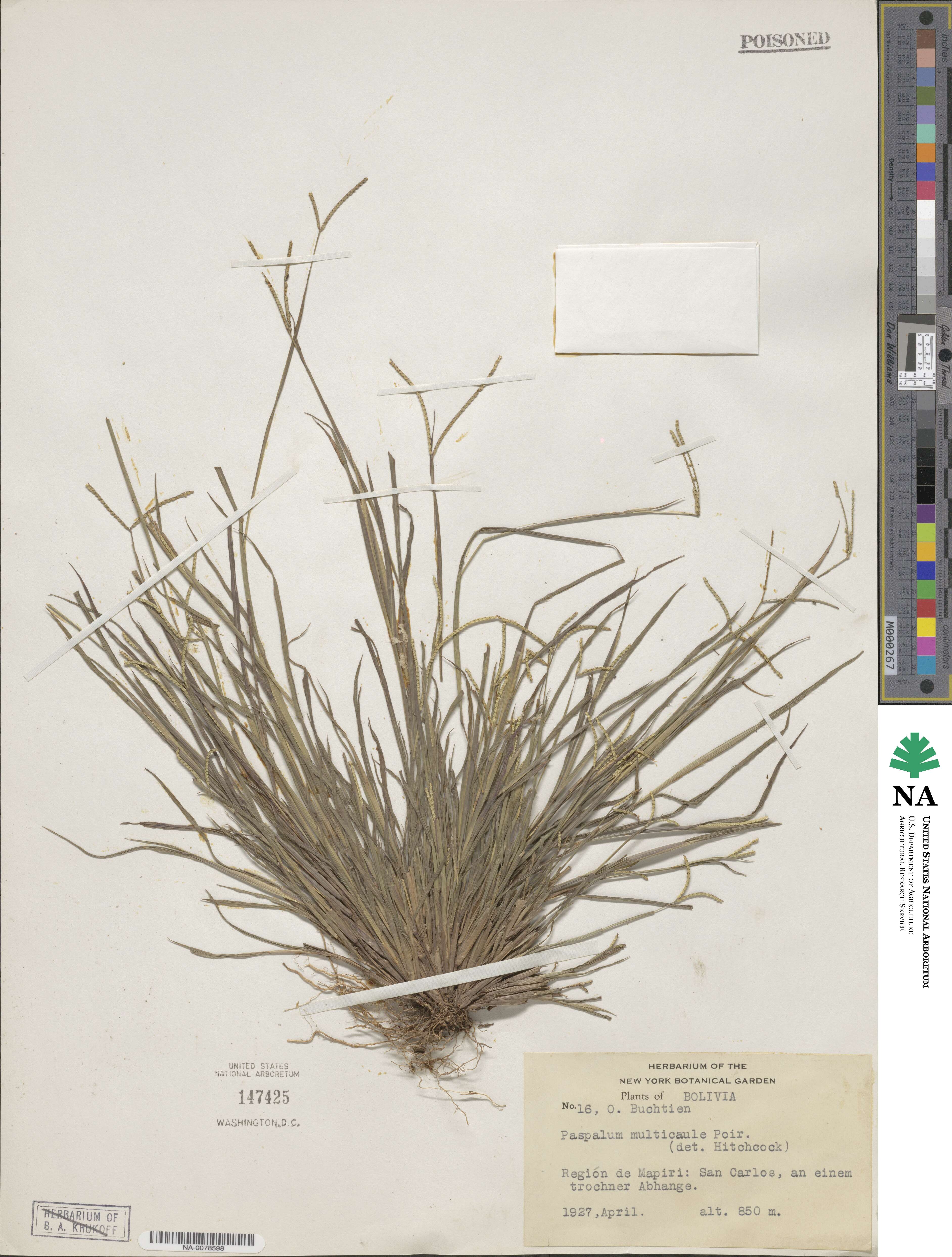 Paspalum multicaule image