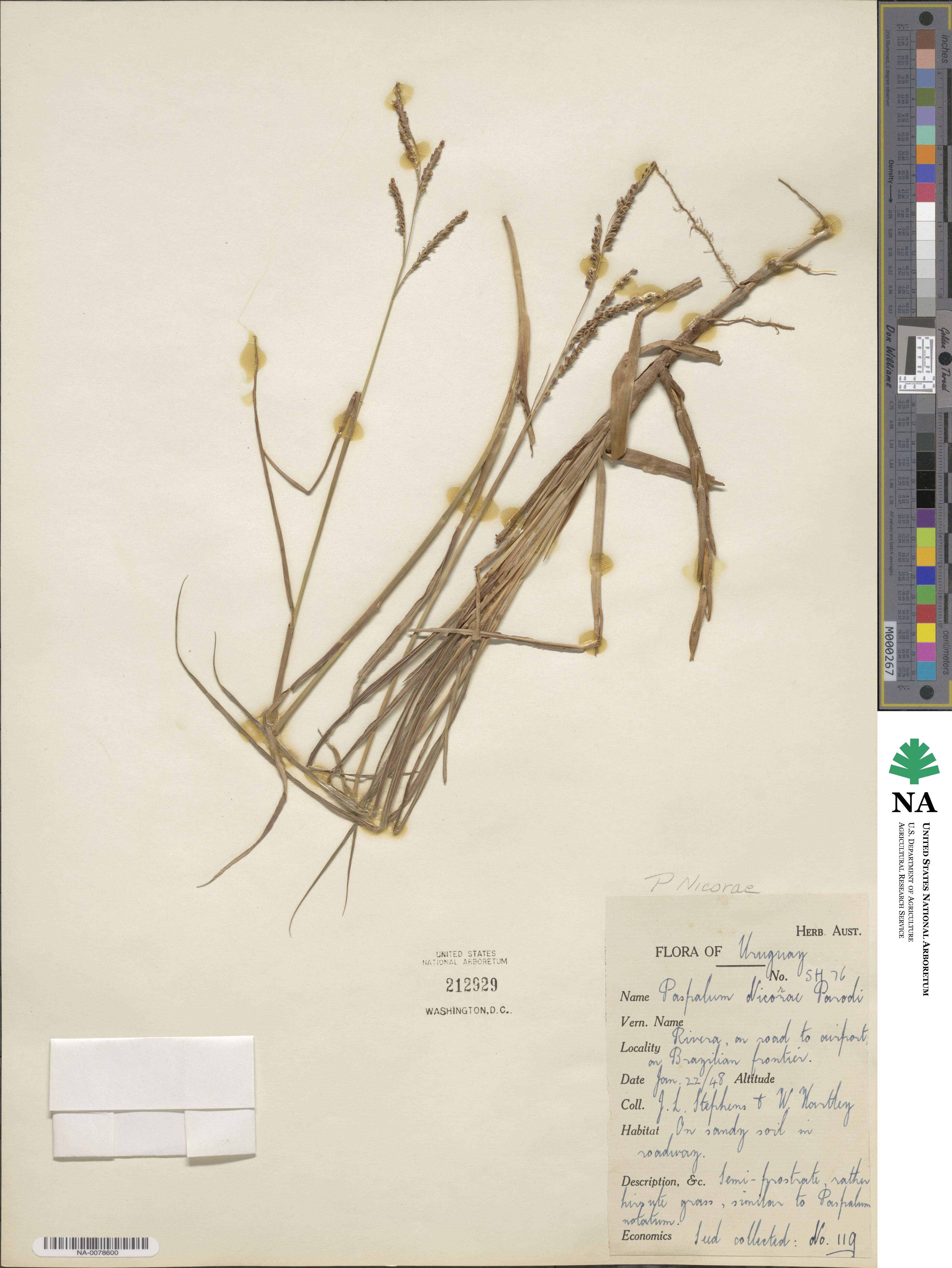 Paspalum lepton image