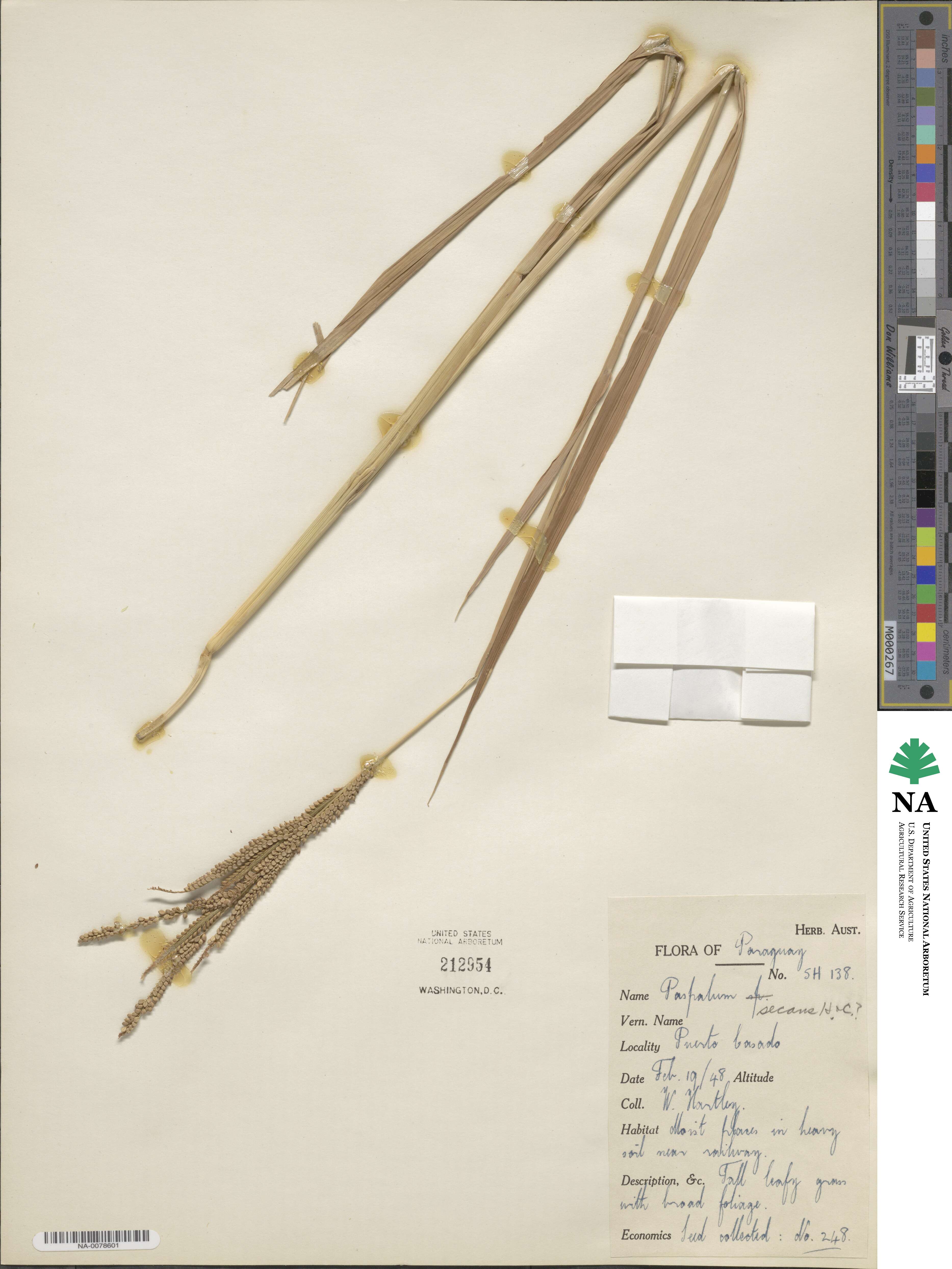 Paspalum arundinaceum image