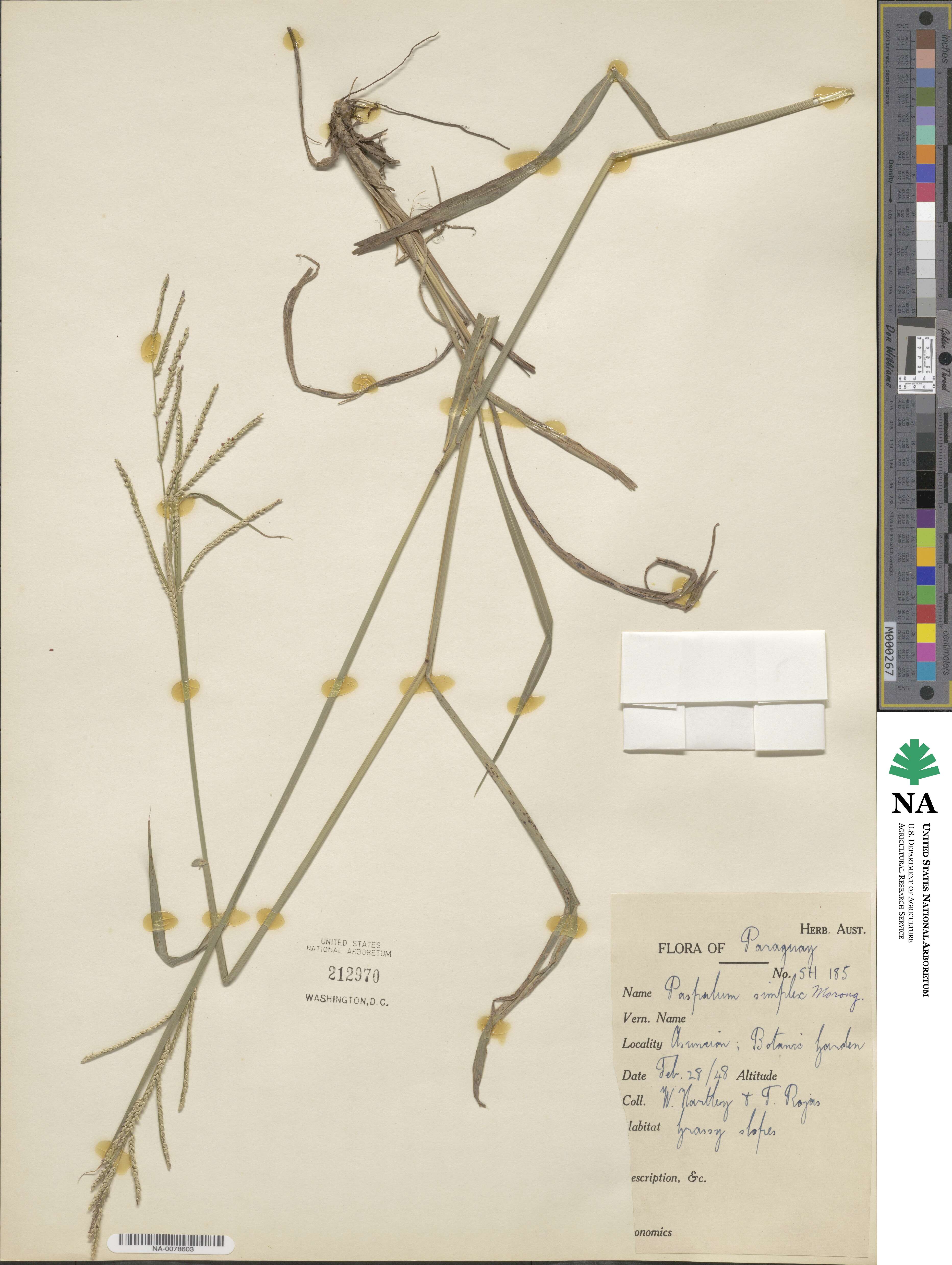 Paspalum simplex image