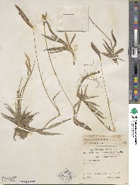 Paspalum humboldtianum image